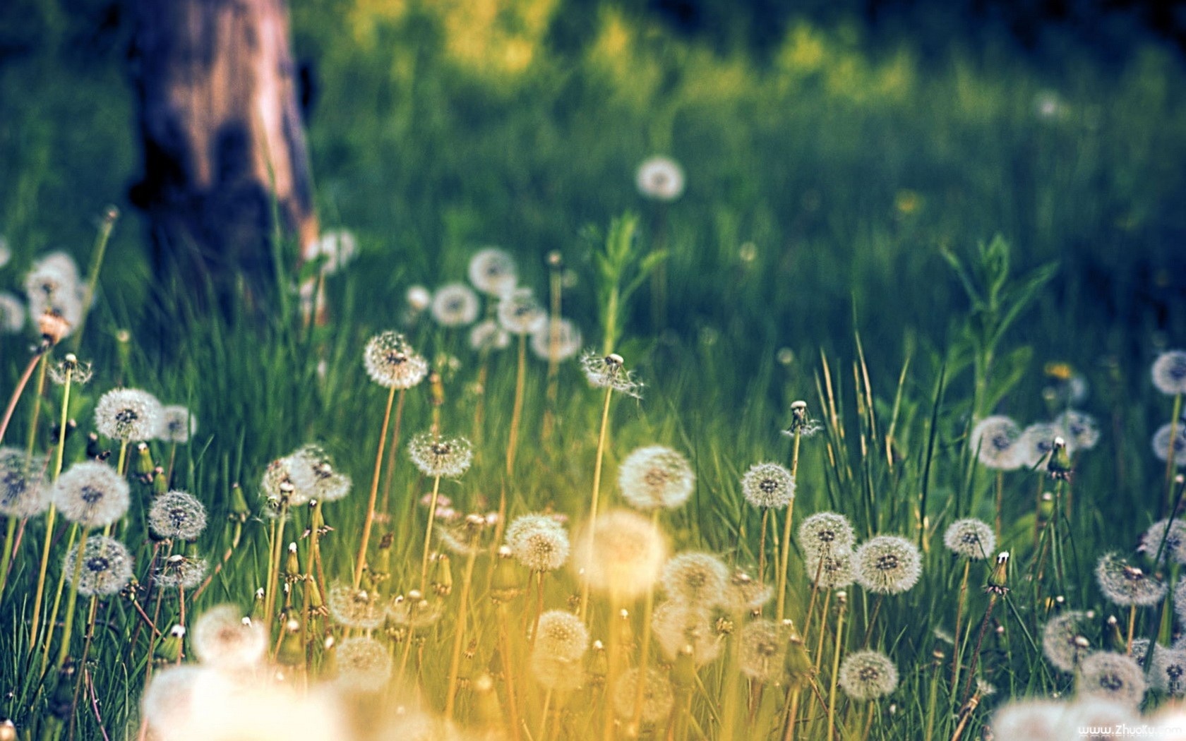 Cvet - Page 2 Tumblr_static_flower-meadow-_dreamy