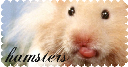 hamster mania ^.^ Hamsters4