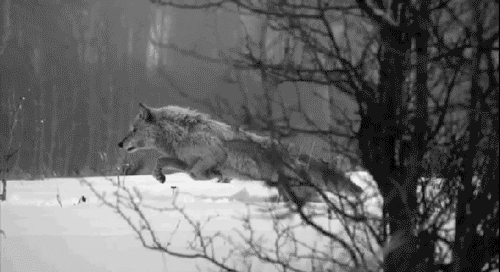 Coole Gif Bilder! Teil 1 Tumblr_static_wolf-gif-animation-snow-winter-cold-beautiful-nature-animal-wolf-gif-photography-favim.com-461039