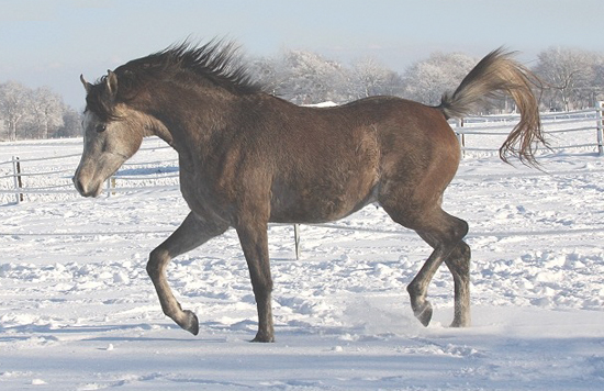 ♀ TINKWINKLE, appartient à Juniper. Tinkwinkle