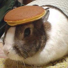 What I'm Drinking Tonight - Page 2 Bunny_With_Pancake_On_Head1110_jpg_100