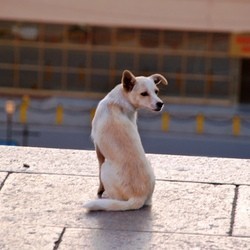 L’Ukraine, accusée de brûler les chiens errants en vue de l’Euro 2012 Ukraine-euro-2012-massacre-chiens-errants-petition