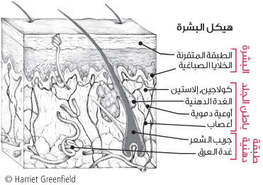 وَجَعَلَ لَكُمْ سَرَابِيلَ تَقِيكُمُ الْحَرَّ: الإعجاز العلمي . ﴿81-83﴾سورة النحل Arabic_shr_id_1_204042