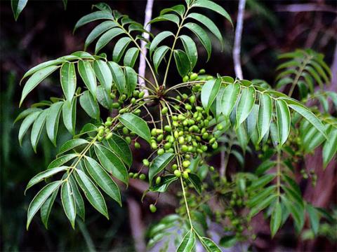 [khoa học tự nhiên]Tử thần trong hoa trái quanh ta Cay-son