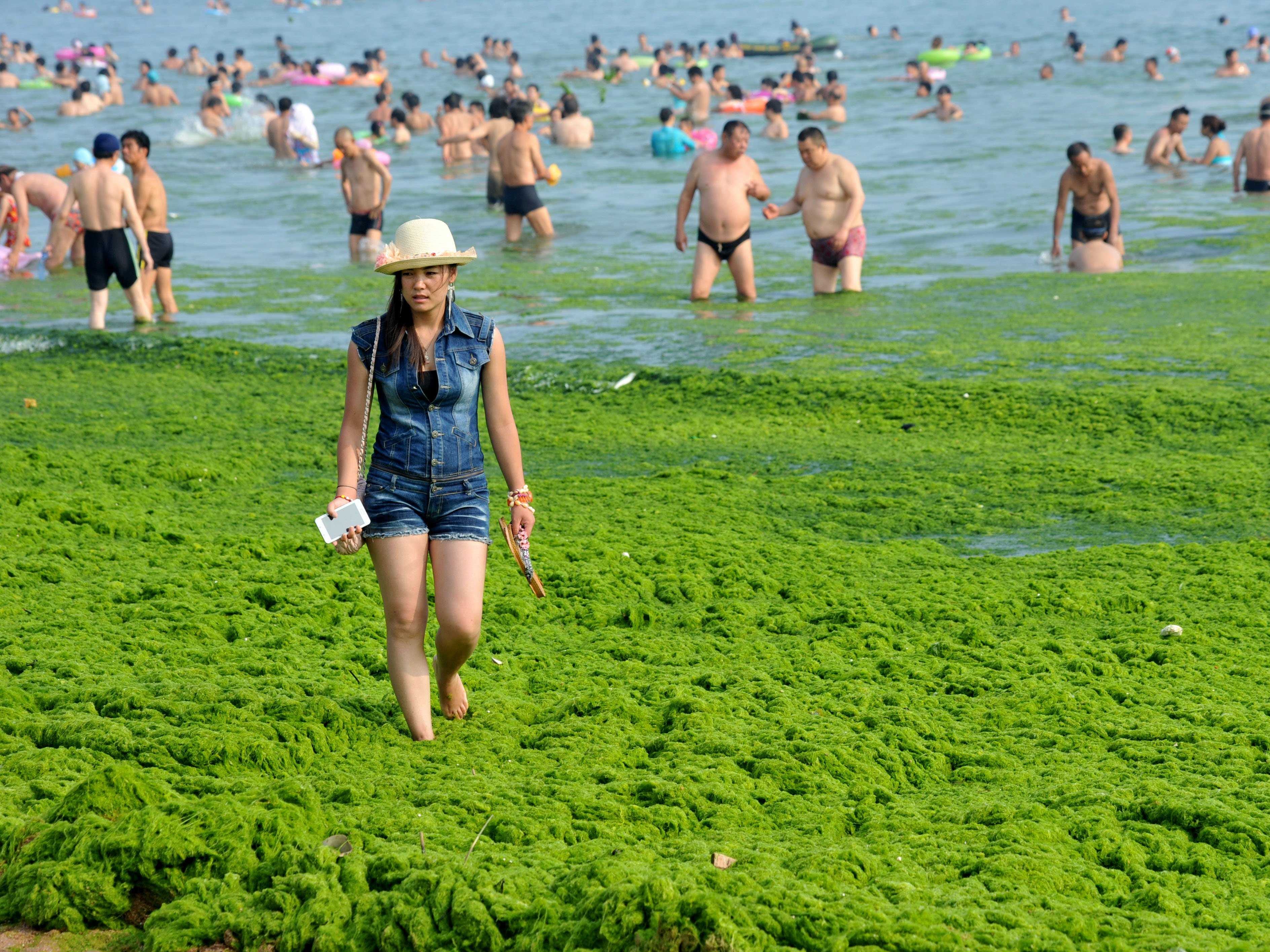 Kina - Page 5 China-beaches-are-green-with-smelly-sea-lettuce-algae-due-to-record-breaking-bloom