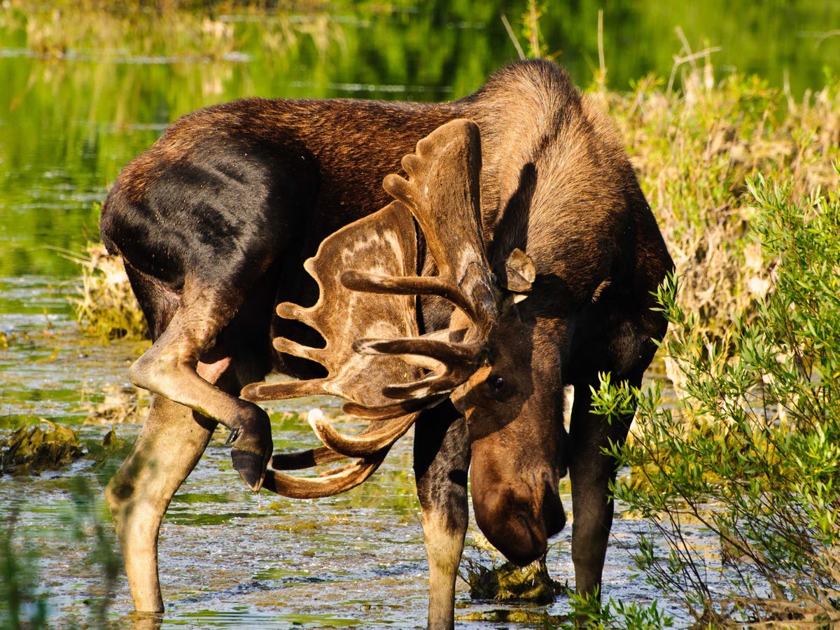 Công Viên Quốc Gia ở Mỹ. Noted-for-world-renowned-trout-fishing-grand-teton-national-park-wyoming-offers-miles-of-hiking-trails-climbing-routes-as-well-as-scenic-drives