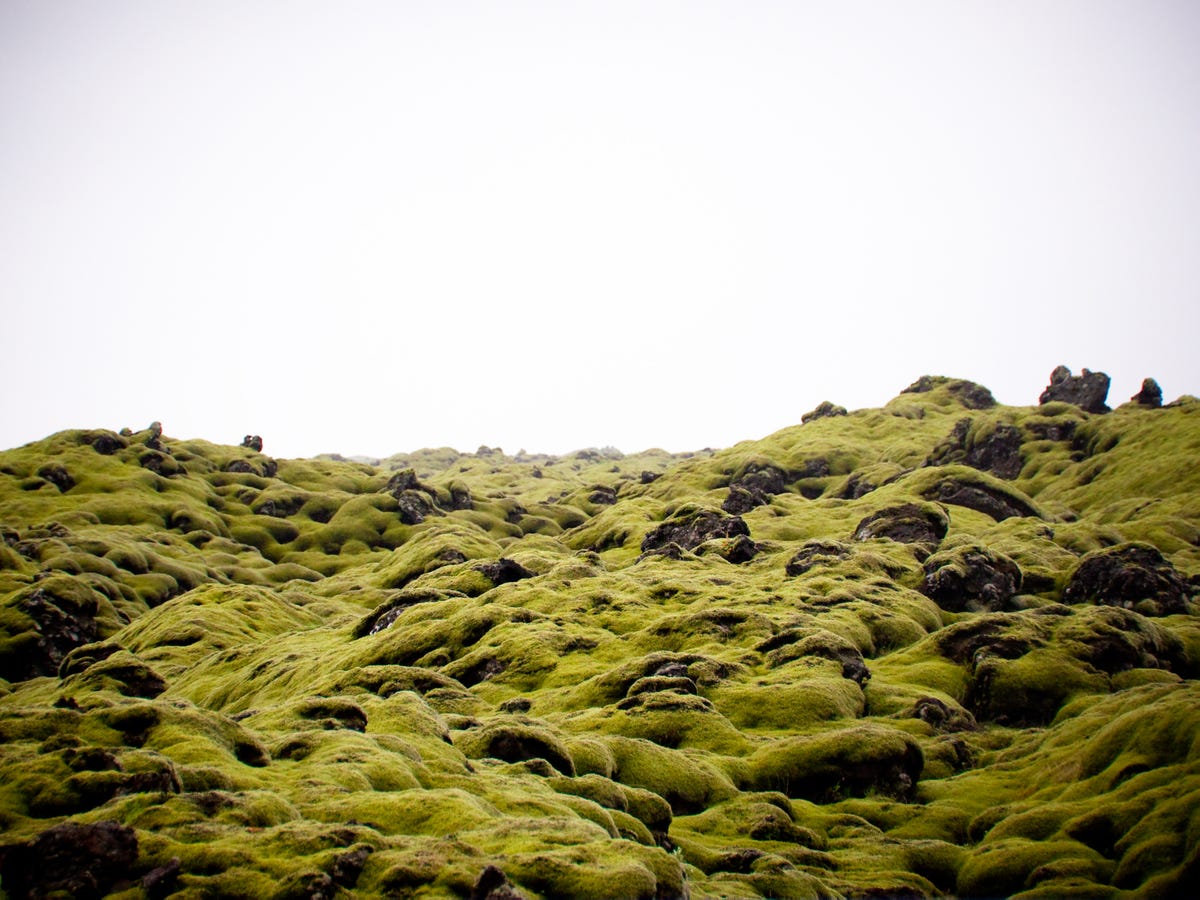 Cảnh đẹp Iceland And-fields-of-green-moss