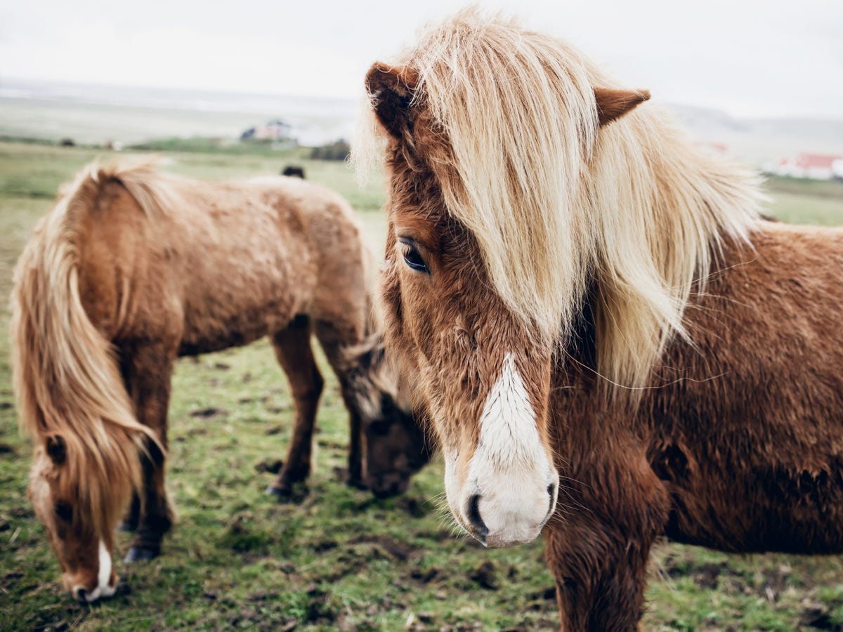 Cảnh đẹp Iceland And-its-rare-breed-of-icelandic-horse