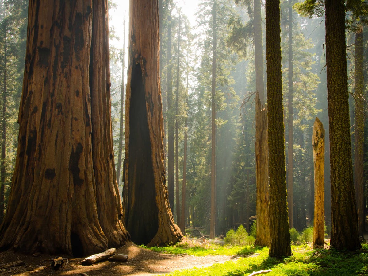 Công Viên Quốc Gia ở Mỹ. Each-of-the-five-regions-of-sequoia-and-kings-canyon-national-park-california-has-its-own-climate-and-features-the-park-is-famous-for-its-giant-sequoia-trees