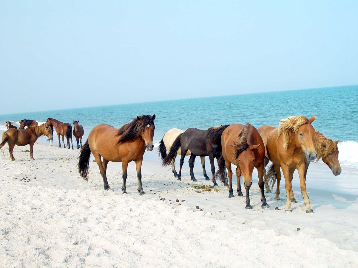 Công Viên Quốc Gia ở Mỹ. At-the-assateague-island-national-seashore-in-maryland-and-virginia-wild-horses-roam-freely-along-the-white-sand-beaches