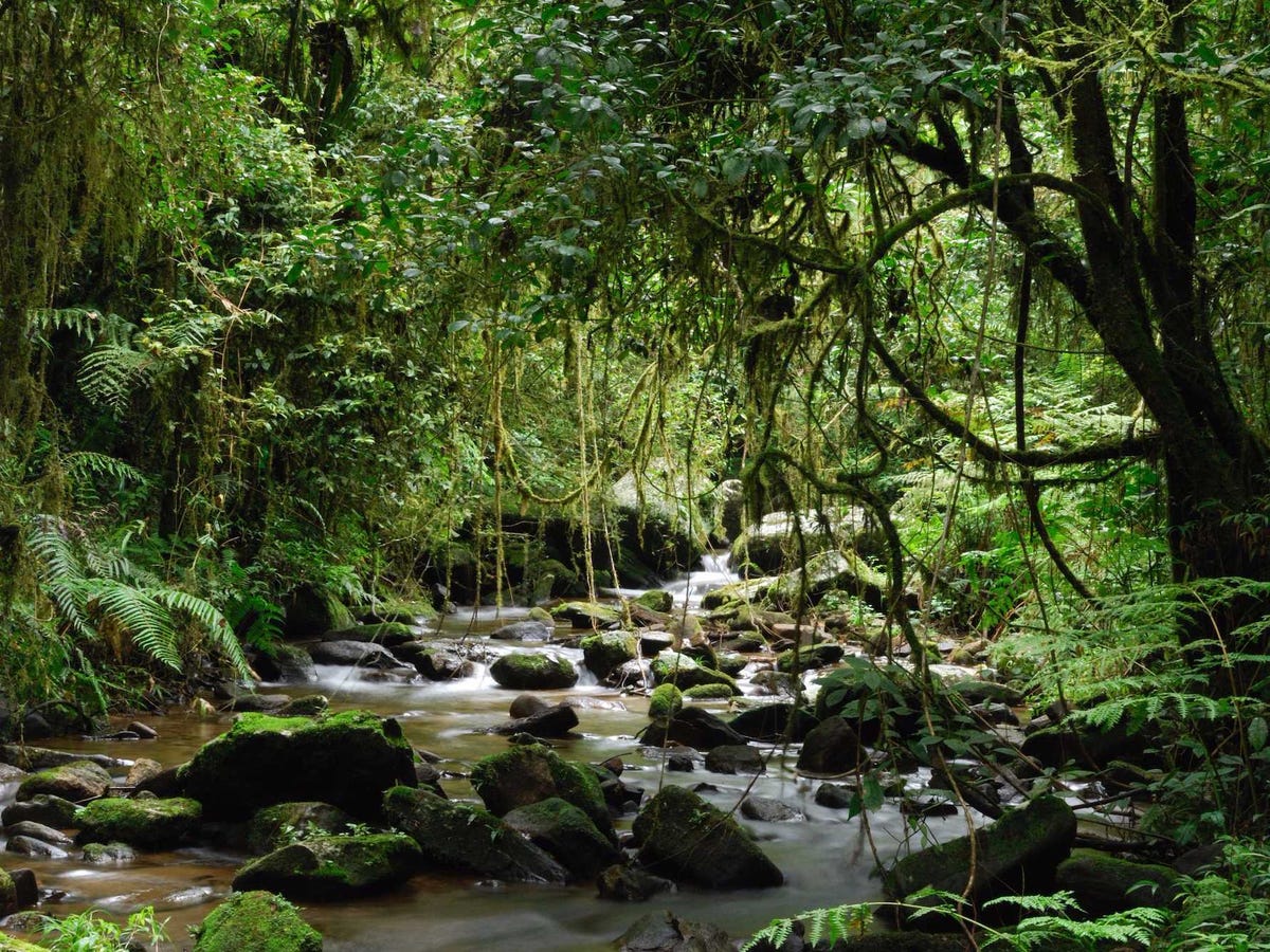 Top 20 điểm đến rất đẹp sắp... biến mất Madagascars-forests-are-predicted-to-exist-for-only-another-35-years-because-of-a-multitude-of-fires-and-mass-deforestation