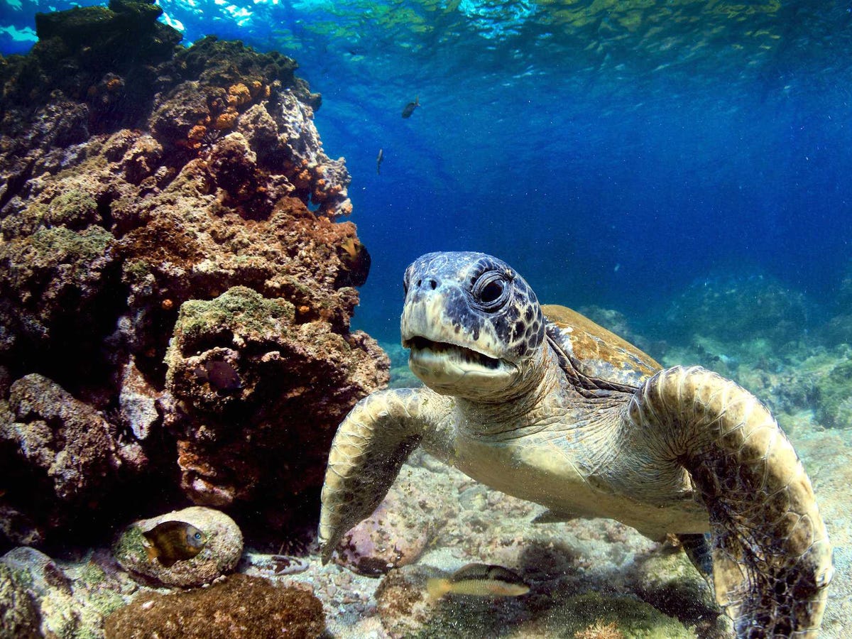 Top 20 điểm đến rất đẹp sắp... biến mất A-combination-of-too-many-tourists-and-foreign-species-that-dont-belong-is-threatening-the-ecosystem-and-unique-native-species-of-the-galapagos-islands-a-group-of-islands-off-the-coast-of-ecuador