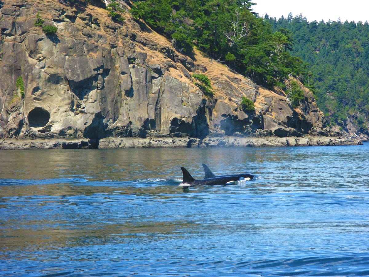 Những bờ biển đẹp nhất tại Mỹ. 9-san-juan-island-washington