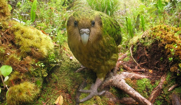 ببـــــــــغاء الليــــــــــل-The Kakapo  4592293