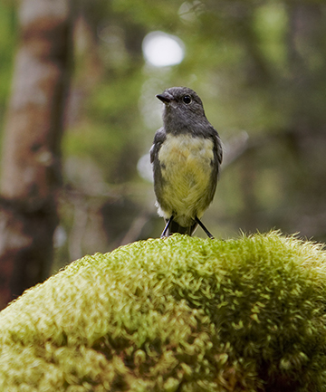 Thanks to statists, rat plague puts NZ native species at risk 9736649