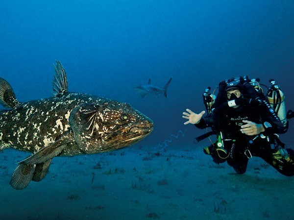 ocean - 8 Juin : Journée mondiale de l'océan - L'océan et les montres Blancpain-coelacanthe_crop_600x449