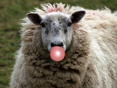 '11 Disgusting Ingredients You Eat Every Day That Food Companies Don't Talk About' Gum-sheep-secretions