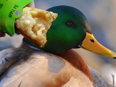 '11 Disgusting Ingredients You Eat Every Day That Food Companies Don't Talk About' Bread-duck-feathers-and-human-hair