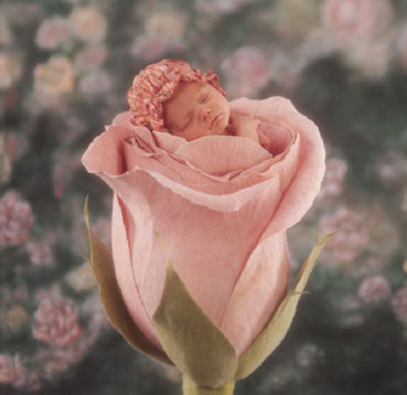 Foto bebushi.... - Faqe 3 Anne-Geddes-151