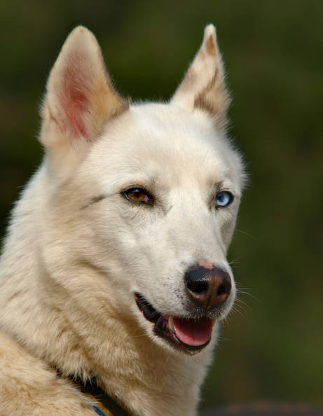 Chiens aux yeux vairons 20121025142307-69a88f58-me