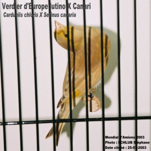 طائر الخضري  Hy_Verdier%20lutino%20X%20Canari_i18_f02_Amiens2003_25-01-2003