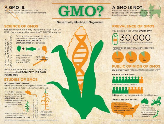 OGM : L’ADN des cultures génétiquement modifiées est transféré aux humains qui les mangent. 5cce3-genetically2bmodified2borganism2b-2bwhat2ba2bgmo2bis252c2bwhat2bis2bnot252c2bscience2bof2bgmos252c2bstudies2bof2bgmos252c2bpublic2bopinion2bof2bgmos252c2bprevalence2bo