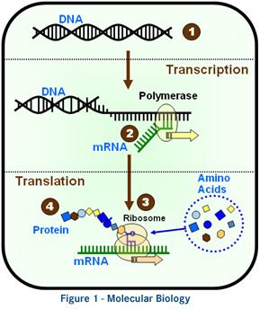 OGM : L’ADN des cultures génétiquement modifiées est transféré aux humains qui les mangent. Transcriptionfigure1