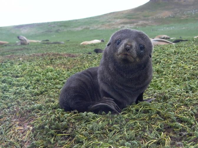 [Photos] Bébés Animaux  9604824