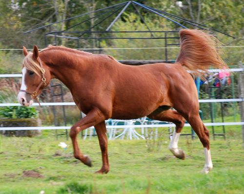 Male, russe, 7 ans 31960354_m