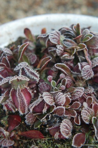 cephalotus rouges - Page 2 20030360_m