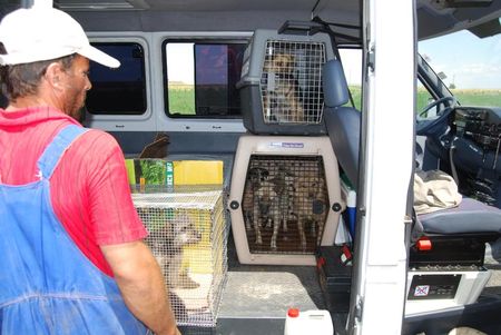 Le refuge de Lénuta (Roumanie) : Un pays, des animaux maltraités, une femme à aider, un combat permanent.... 46896764_p