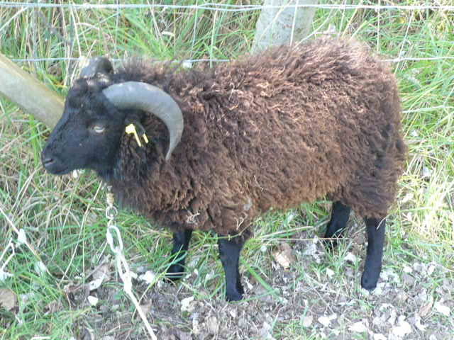 Moutons en Finistère 30318531