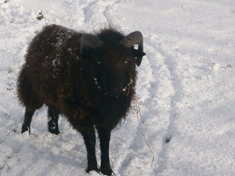 Moutons en Finistère - Page 4 48370234