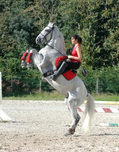 dressage, vous faites comment avec vos chevaux? - Page 2 17010290_m