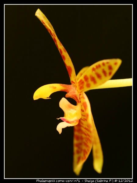 Phalaenopsis cornu-cervi 82986750