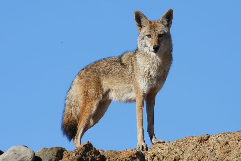 Catalogue Et Horaires De L'Animalerie " Les Copains De Niji" 63508097