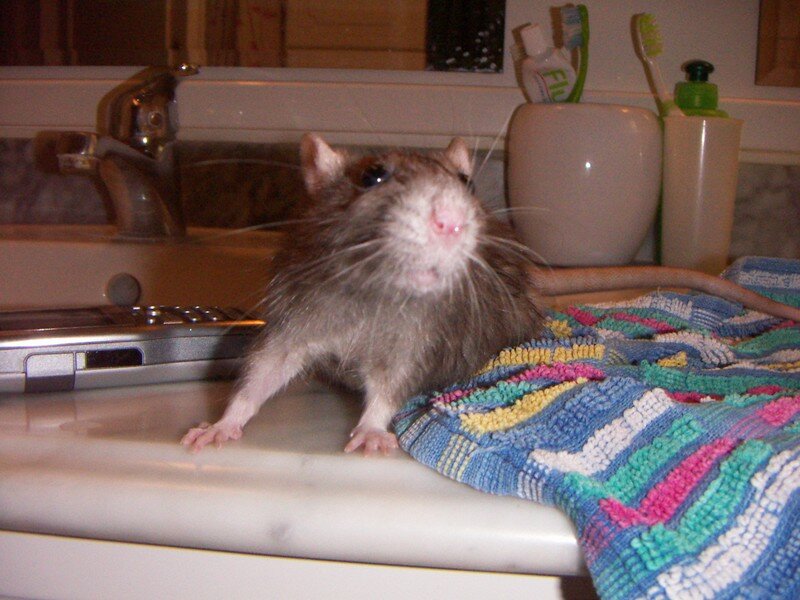 ma ratte Comateen 8791203