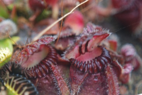 cephalotus rouges 19744458_m