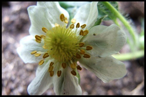 Macrophotographie et jolies choses... 11706941