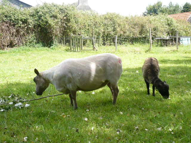 Moutons en Finistère 27581127