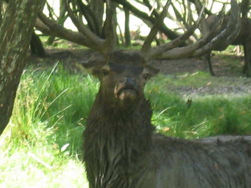 Parc animalier de Sainte Croix (Moselle) 16687891_m