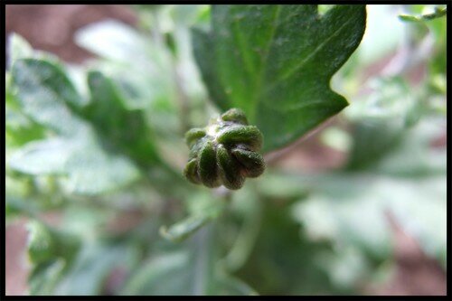 Macrophotographie et jolies choses... 11706959