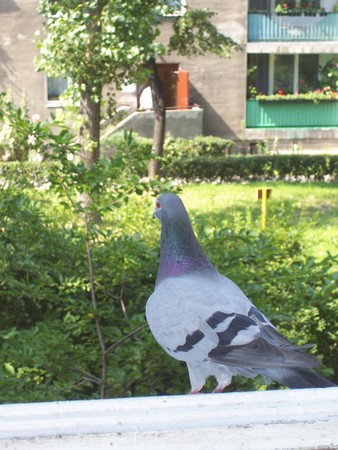 SOS Pigeons maltraités - Brigitte Marquet 6694683_p