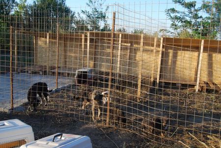 Le refuge de Lénuta (Roumanie) : Un pays, des animaux maltraités, une femme à aider, un combat permanent.... 46930575_p