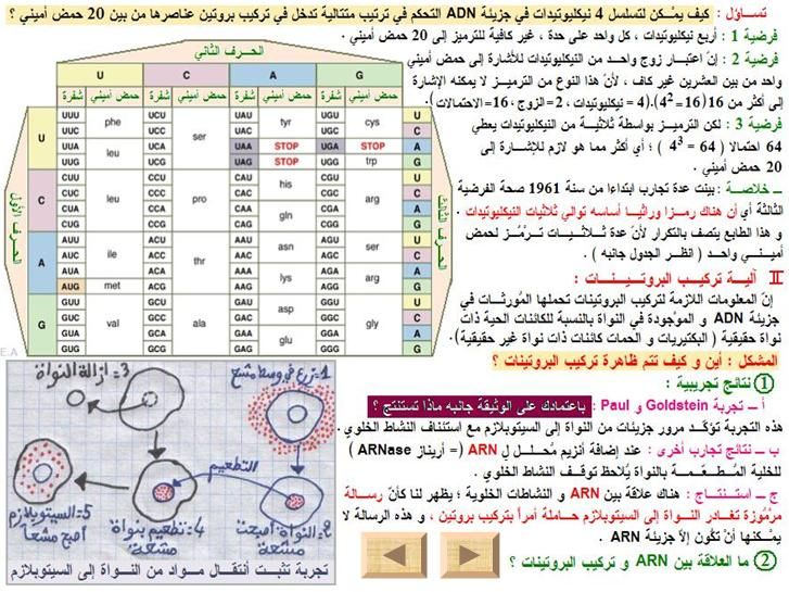 ألية تعبير الخبر الوراثي  26679557