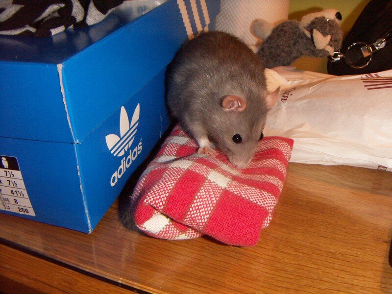 ma ratte Comateen 13519144