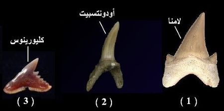 الاستحاثة ل السنة الثانية ثانوى 28524386_p