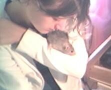 ma ratte Comateen 6428589