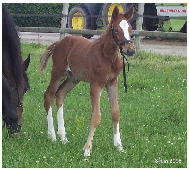 Umbella  des Chênes (Korto Maltese) 26639089