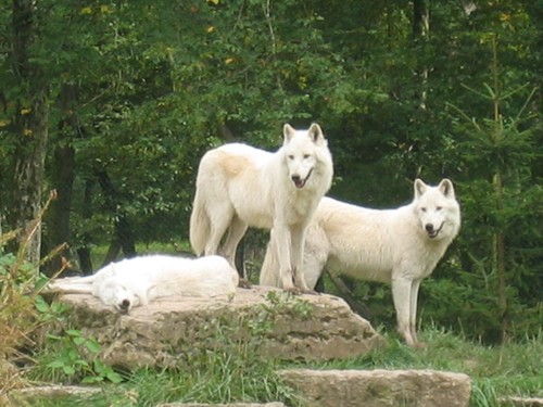 Parc animalier de Sainte Croix (Moselle) 16722528_m